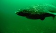 Greenland Shark Research