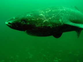 Greenland Shark Research