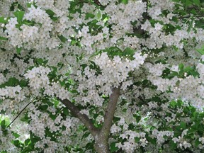 Styrax japonicus