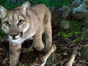This Feb. 9, 2015 photo released by the National Park Service shows a picture taken from a remote camera in the Santa Monica Mountains National Recreation Area near the Los Angeles and Ventura county line, that captured a photo of a mountain lion identified as P-33 approaching an area to feed. The National Park Service says the mountain lion known as P-33 successfully crossed U.S. 101 in an important dispersal of the species from the hemmed-in range. The young female  crossed the highway early on March 9 on the Conejo Grade in the Camarillo area. It's only the second successful crossing of the freeway to be documented since the National Park Service began studying lions in the Santa Monica Mountains in 2002. The last time was in 2009 when a cougar crossed U.S. 101 in the opposite direction. (AP Photo/National Park Service)