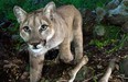 This Feb. 9, 2015 photo released by the National Park Service shows a picture taken from a remote camera in the Santa Monica Mountains National Recreation Area near the Los Angeles and Ventura county line, that captured a photo of a mountain lion identified as P-33 approaching an area to feed. The National Park Service says the mountain lion known as P-33 successfully crossed U.S. 101 in an important dispersal of the species from the hemmed-in range. The young female  crossed the highway early on March 9 on the Conejo Grade in the Camarillo area. It's only the second successful crossing of the freeway to be documented since the National Park Service began studying lions in the Santa Monica Mountains in 2002. The last time was in 2009 when a cougar crossed U.S. 101 in the opposite direction. (AP Photo/National Park Service)