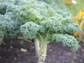 Kale from UBC Botanical Garden.