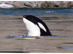 A rise in tanker traffic associated with port expansions and LNG project is a looming problem for marine animals in B.C. waters, including killer whales. Photograph by: Elaine Thompson, AP