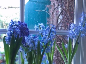 Hyacinth can be forced in jars like these