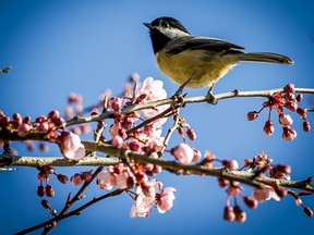 Cherry blossoms are one of the heralds of spring.