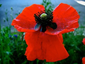 Papaver rhoeas, Remembrance Day poppy