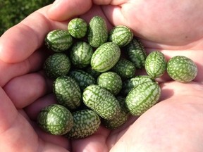 Cucamelon