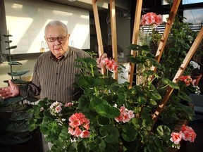 David Lam with pelargoniums in his solarium