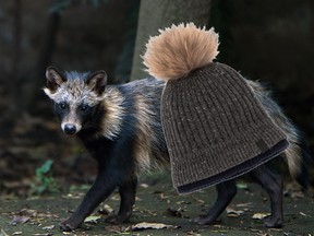 A hat being sold by Vancouver's Kit and Ace contains fur from a raccoon dog, also known as an Asiatic raccoon or Tanuki (Nyctereutes procyonoides).