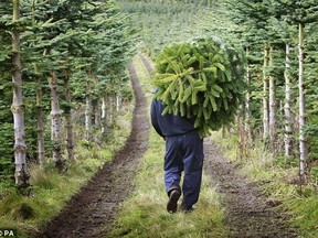 Bringing the tree home