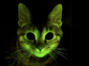 Glow in the dark cats, created using jellyfish DNA, scared people into thinking that all biotech is dangerous and potentially crazy. It may have been the most unhelpful experiment in the history of the world.
