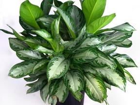 Aglaonema Silver