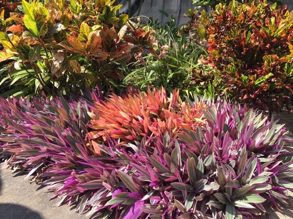 Hawaii: Plant paradise found | Vancouver Sun