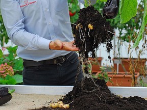 Michael Perry with Egg and Chips plant.