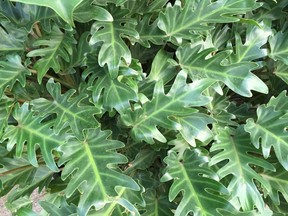 Philodendron Xanadu. Keep leaves dust free.