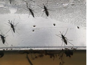 Aedes aegypti mosquitoes in Brazil. The mosquito transmits the Zika virus, as well as Dengue fever.
