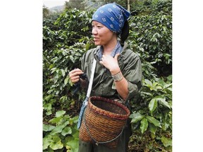 An Akha woman harvests Doi Chaang coffee grown in the highlands of Thailand.