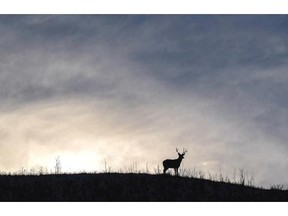 Authorities have ordered coloured ear tags for up to 80 urban deer to be relocated to more natural wild settings as a part of an experimental program to avoid the unpopular killing of nuisance deer in the East Kootenays.