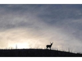 The B.C. Deer Protection Society is furious about what it says is a cull of deer, conducted without any notification, in southeastern B.C., near Cranbrook.