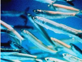 The biggest challenge in salmon farming has been the inefficient use of small, oily fish, such as sardines and anchovies, in fish feeds, which has put pressure on the health of these fish stocks. Developments of non-marine feed ingredients have dramatically improved the aquaculture sector.