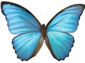 The Blue Morpho butterfly inspired the creation of a new generation of security images for banknotes.