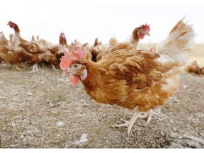 Cage-free chickens walk in a fenced pasture on the Francis Blake organic farm, Wednesday, Oct. 21, 2015, near Waukon, Iowa. Blake gathers an average of 2,500 dozen eggs a week from his flock of 5,000 cage-free hens. An increasing customer demand for more eggs from chickens free from cages has left U.S. egg farmers with the question of whether to spend millions of dollars to convert or build cage-free barns.