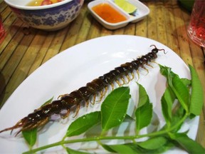 Insects are a normal part of the human diet in many parts of the world, especially Southeast Asia where they are part of traditional dishes and served as salty snacks in bars.