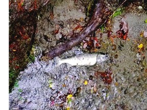 A Chum salmon lies dead on the banks of Stoney Creek after heavy rain washed out an active construction site on Burnaby Mountain last week. Sediment in water smothers salmon eggs and packs into the gills of smolts and spawning fish. Photo: John Preissl