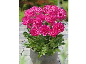 New, compact, ‘city’ series peonies are ideal for growing in containers on balconies and decks and other small spaces. Producers also claim these ones are deer resistant. This is ‘Kiev’.