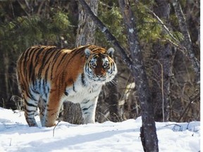 Courtesy of greystone books. Bloody Mary is an infamous Siberian tiger, the matron of the Basin of Skeletons.