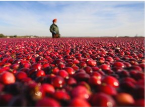 Cranberries float in the fields at Mayberry Farms while a worker in Richmond, B.C., October, 22, 2015.