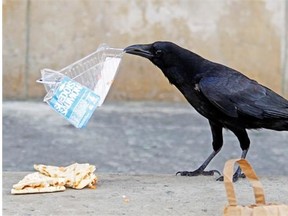 An 88-year-old Coquitlam man is alleged to have fired off several shots at some irritating crows Friday afternoon.