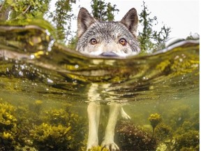 A curious wolf examines photographer Ian McAllister in his dry suit on the B.C. central coast near Bella Bella. This photo has landed on National Geographic’s favourite 20 photos of 2015 list.