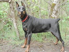 Doberman with ears and tail cropped.