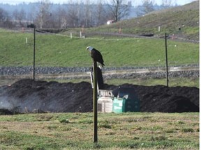 Ladner landfill becomes bald eagle haven
