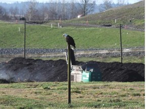 Eagles are attracted to the wide open spaces at the landfill because it is relatively warm and protected.