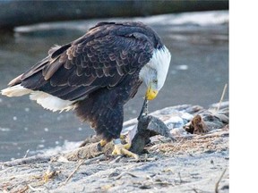 Eagles rely on an adequate salmon run for survival. Members of the First Nations Wild Salmon Alliance in British Columbia have written to federal Fisheries Minister Hunter Tootoo, requesting an urgent meeting to discuss plunging salmon returns in the province's rivers.