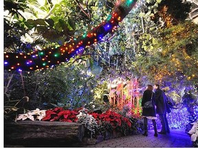 Enchanted Nights at Bloedel Conservatory.