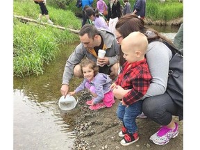 Excited children and parents release fry into Little Campbell River in Surrey. Thanks to restoration efforts, the stream is now one of the most productive for its size in the Lower Mainland.