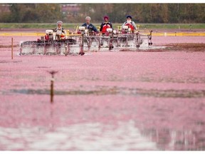 Farm workers manoeuvre thrashing machines through the flooded field at Mayberry Farms while beating cranberries off the vine during the harvest in Richmond, B.C., October, 21, 2015.