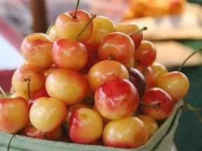 File: Rainier cherries, developed by Summerland Research Station in British Columbia’s Okanagan Valley.