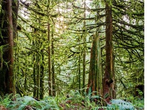 A forest of Western red cedar and western hemlock tower over western sword ferns and spiny wood ferns near Bridal Veil Falls located near the Trans-Canada Highway just east of Chilliwack, B.C. The hidden gem is inside the Bridal Veil Falls Provincial Park.