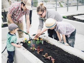 Gardeners share the job of tending the vegetable patch at High Top Hub, the community garden at Bosa False Creek.