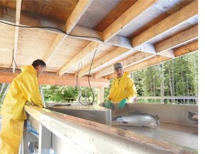 Gerry Alfred, left, and Richard Smith, right, ensuring Kuterra salmon are oriented upright along the harvest table, where they are killed quickly, bled and put into ice-filled totes to be sent for processing.