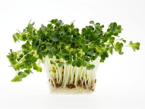 Growing sprouts in germination trays and dishes in the kitchen is a popular new fad with gardeners and health-conscious consumers who want to harvest fresh, nutrient-rich greens grown within a few days in their own home.