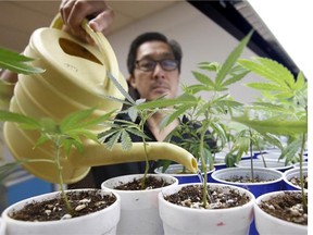 A man waters young marijuana plants at the medical marijuana dispensary in Sacramento, Calif.