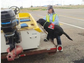 Hilo and handler Cindy Sawchuk check over a boat for invasive mussels at an inspection station in Alberta.