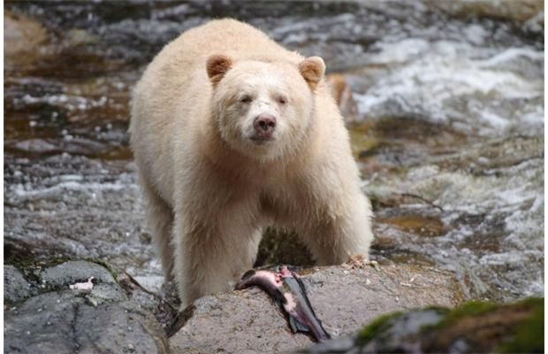 Animal Facts: Kermode (spirit) bear
