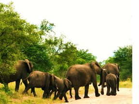 In Kruger National Park’s southern region, elephants regularly use back roads as highways through the savannah and can appear suddenly in front of your vehicle.