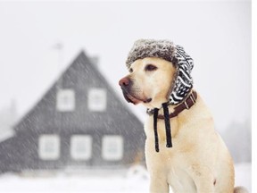 Labrador retriever with cap on his head in winter